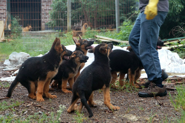 转让一窝三个半月德牧出售