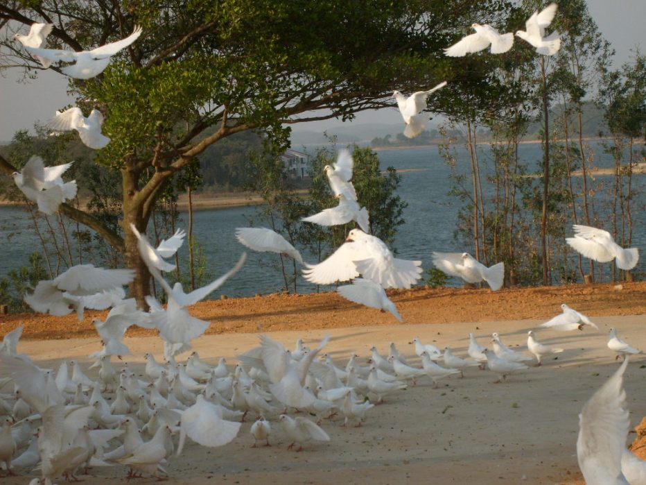 我与天使之约----星岛湖白鸽岛