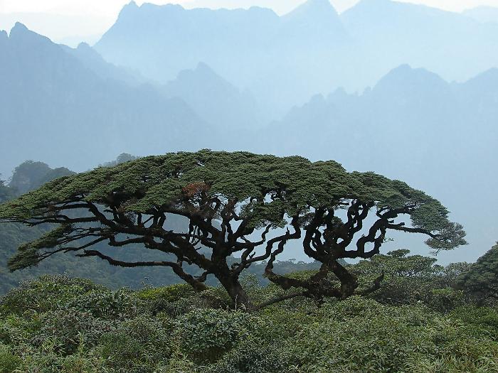 圣堂山的千年古树[珍珠罗汉松]——古树保平安.