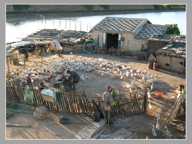 海边养鸭人(摄于沙岗三东)