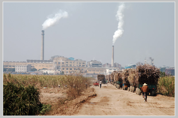 待进厂的蔗车(摄于西场糖厂)