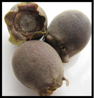 这种是粘子,用来浸酒喝了壮腰健肾,金枪不倒啊.