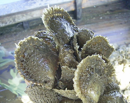 已列入自治区重点保护的野生动物名录的合浦珠母贝——马氏珠母贝