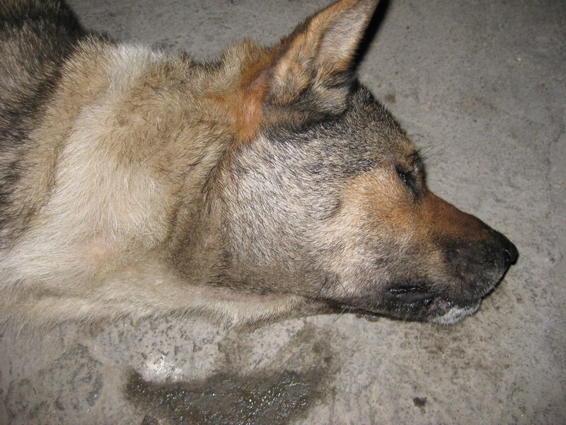 看看被麻倒的狗狗