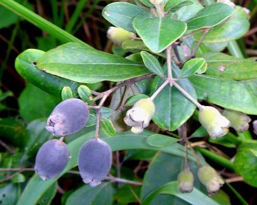 童年吃过的野果