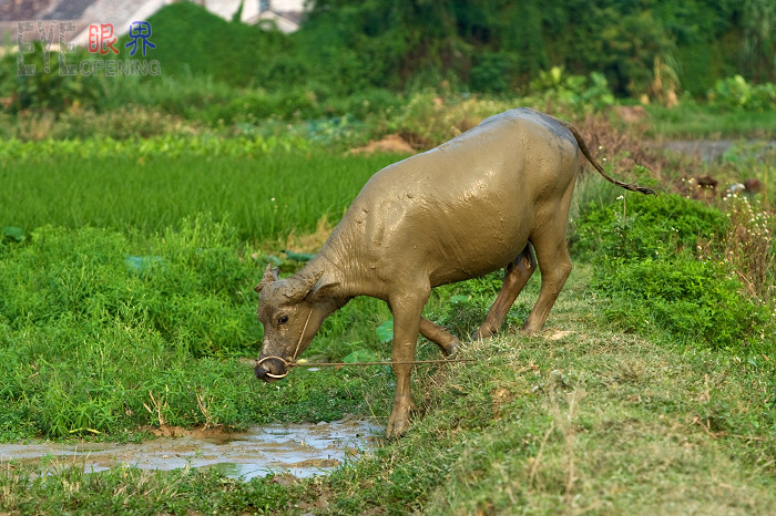 【采风大小景大小牛】