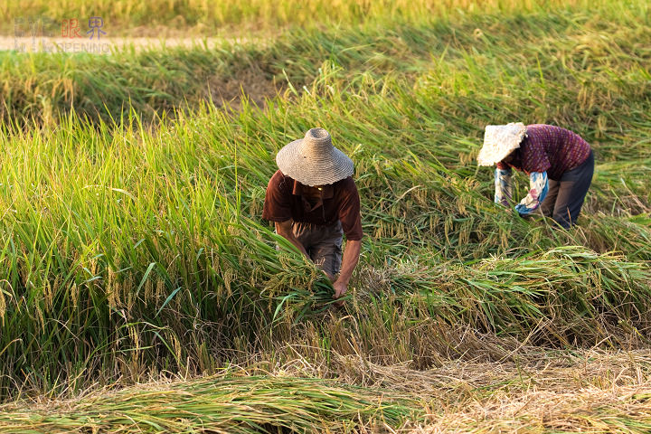 【秋收开镰啦】割禾与晒谷
