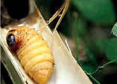 客家往事(九十):捉笋虫(有图有真相)