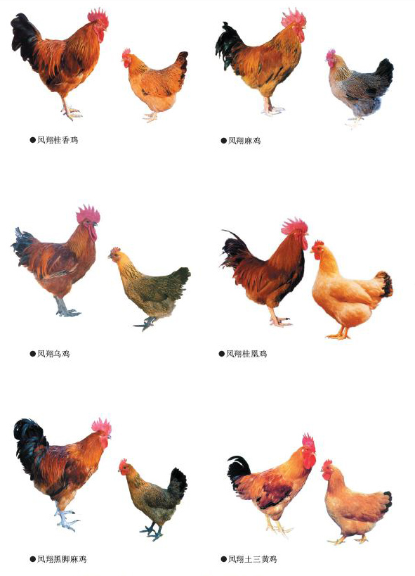 家禽的种类图片及名称图片