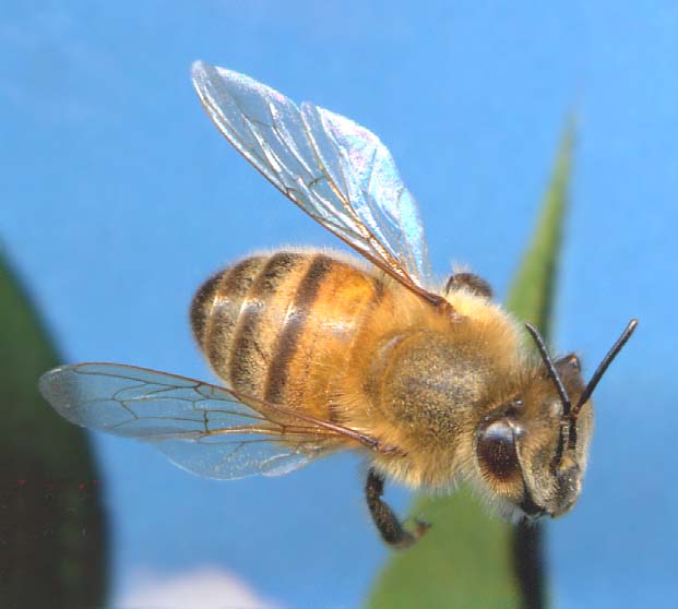 牛圩解读蜜蜂王国1初次见面