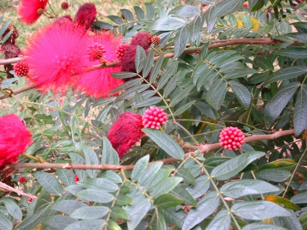 美丽的红绒花,我们一起种,看看谁种的先开花!