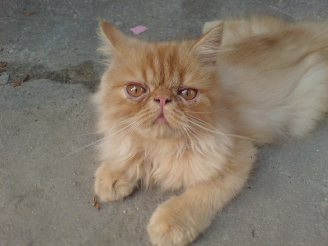 小红猫新图片~~~~-宠物-北海365网(beihai365.com)