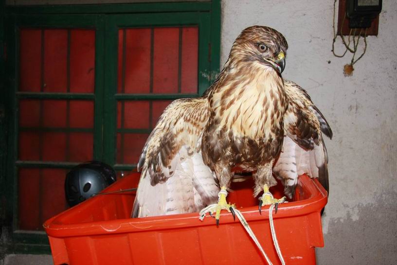 鹰-个性宠物-北海365网(beihai365.com)