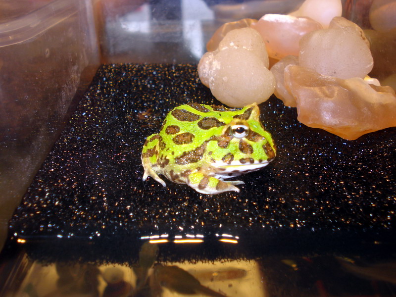 我养的角蛙~-个性宠物-北海365网(beihai365.com)