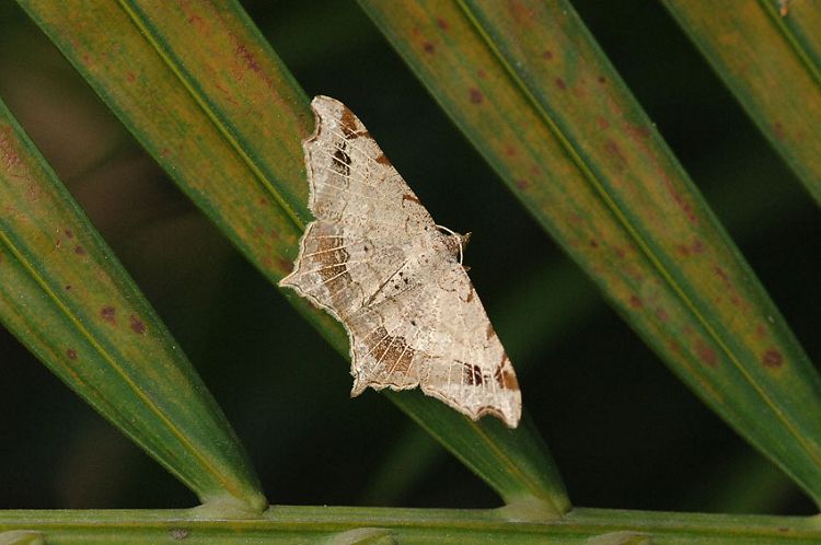 北海时事开讲 帖子 关于尺蛾 :   geometrid moth   鳞翅目
