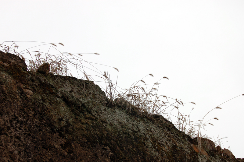 墙头草,田间花与花间梦