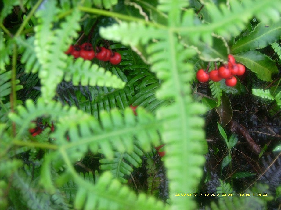 藏在草丛里的小红果
