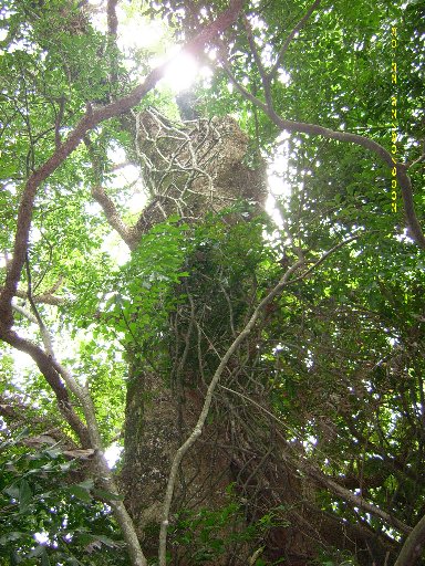 盘曲的枝干,缠绕的青藤,神奇的树