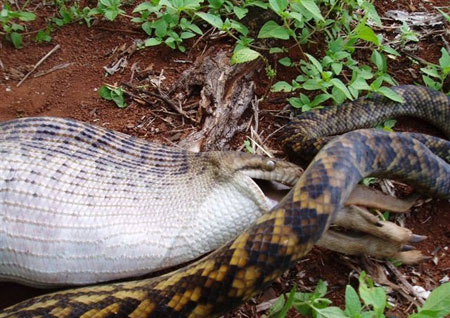 见过蟒蛇吞袋鼠吗?