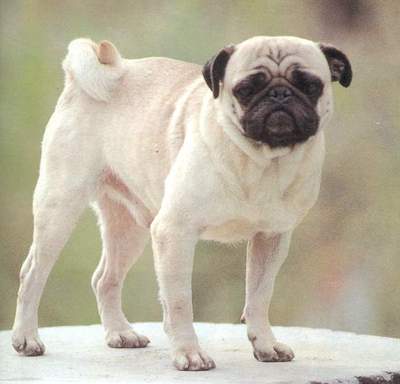 爱犬俱乐部 帖子  巴哥犬  巴哥犬又称斧头狗,俗称"哈巴狗".