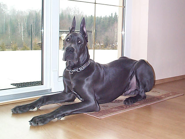 温柔的"巨人"--大丹(第四页起又有新图片)