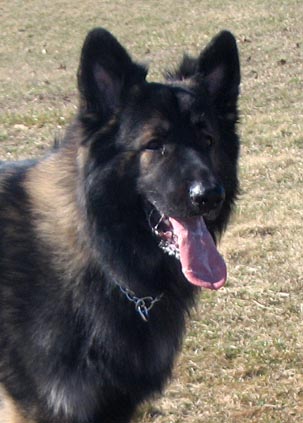 shiloh shephered 夏洛伊牧羊犬