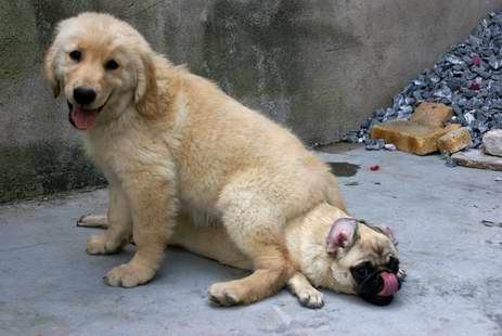 金毛与巴哥 某知这两个算不算名犬,但在我的心目中他们是明星!