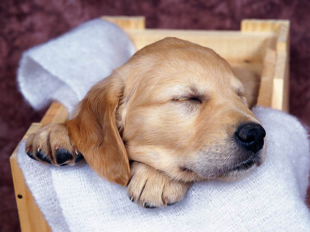 狗睡觉时的样子图片