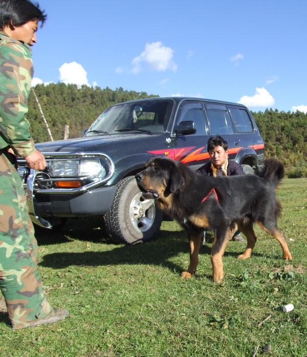 藏獒野性美.虎头獒!