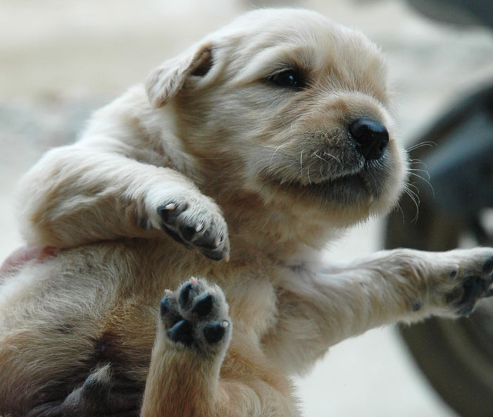家里的金毛仔开眼啦～好得意啊,拍些照片给大家看看