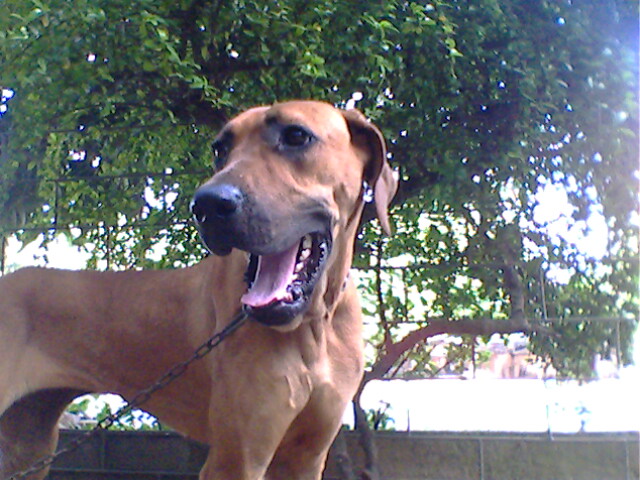 大丹犬(金丹)寻男友