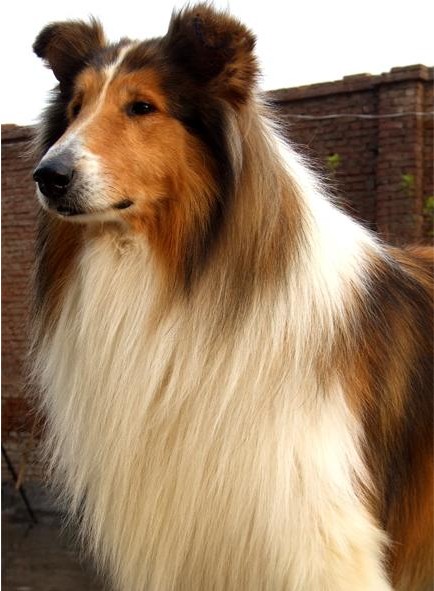 北海养苏牧的都进进来