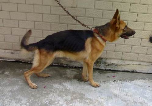 威风凛凛的德国牧羊犬(又名:黑背,西德狼)