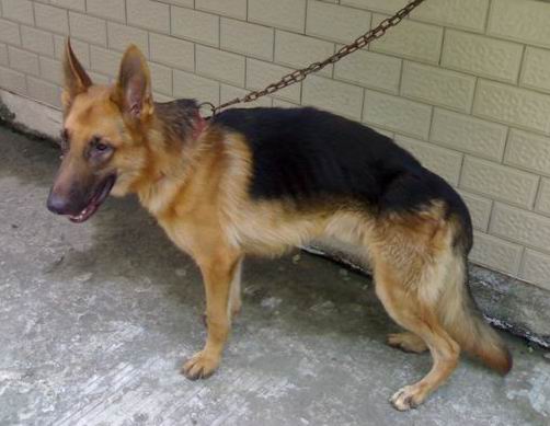 威风凛凛的德国牧羊犬(又名:黑背,西德狼)