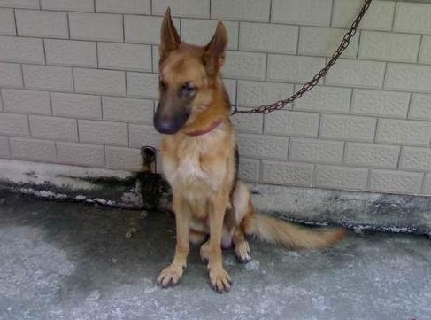 威风凛凛的德国牧羊犬(又名:黑背,西德狼)