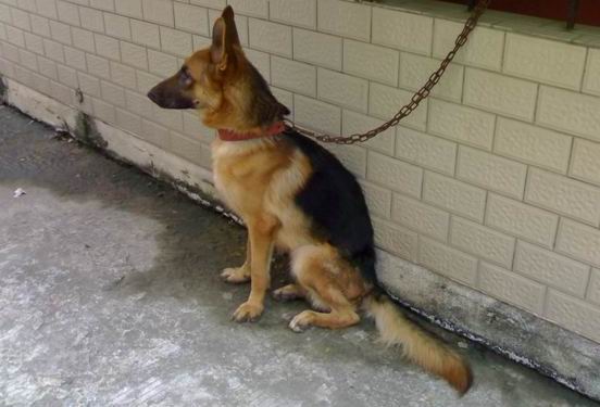 威风凛凛的德国牧羊犬(又名:黑背,西德狼)