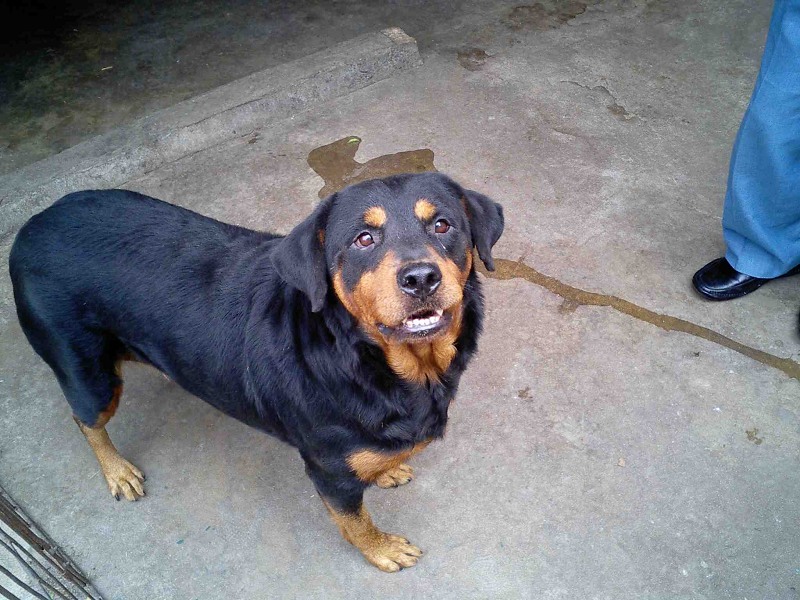 出售:一只雌性洛威狗