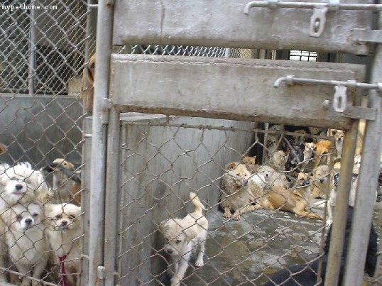 有人要领养小狗,去这里吧,他们都很健康,但也很可怜