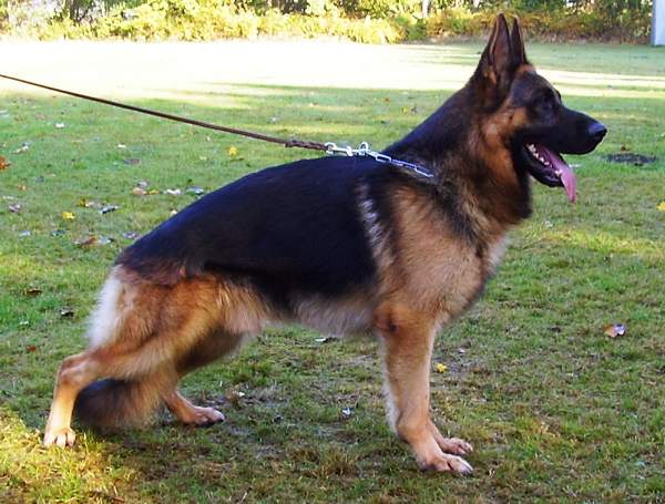 威风凛凛的德国原装进口德牧--黑旋风