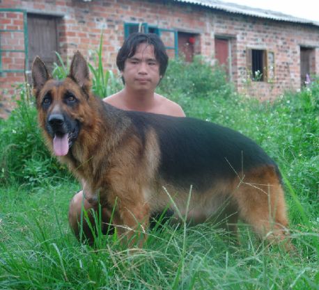 發些德國牧羊犬超照片給大家看