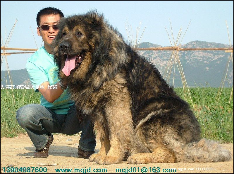 [转帖]精彩:狼vs比特vs图左vs藏獒vs罗威纳