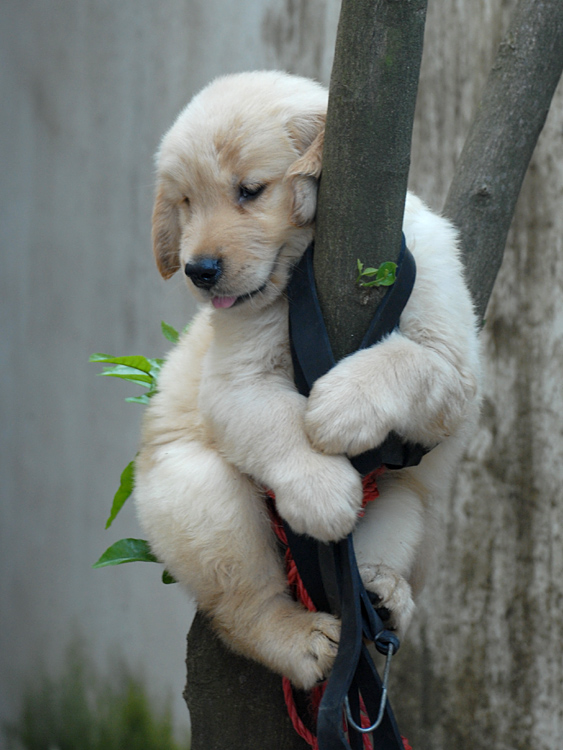 像考拉一样会爬树的金毛