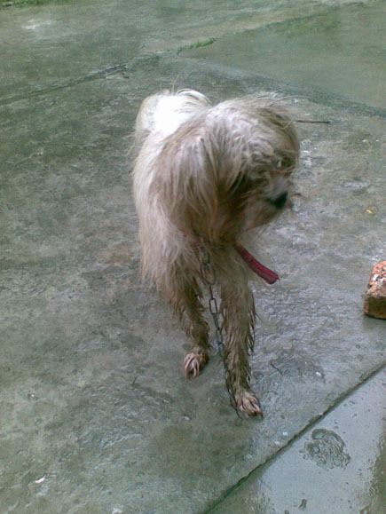脚很长,很瘦的狗,在雨下显得那么狼狈