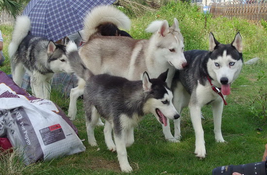 南北犬友聚会的狗狗(2008.10.19银滩)