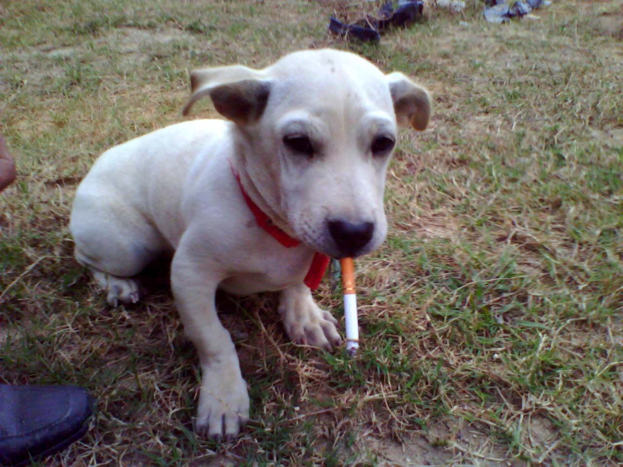 东东学坏了,学人家吸烟