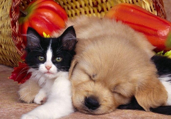 不少人认为狗的个子比较大,体格强壮,会把小猫欺负得很惨.