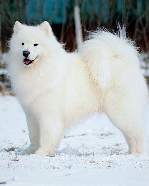 白狗狗品种大全及图片图片