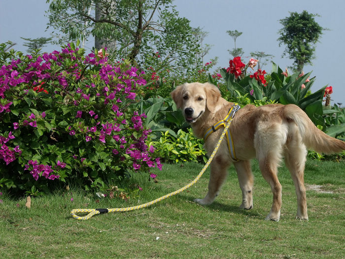 家有罗拉又长大了,秋游艳照