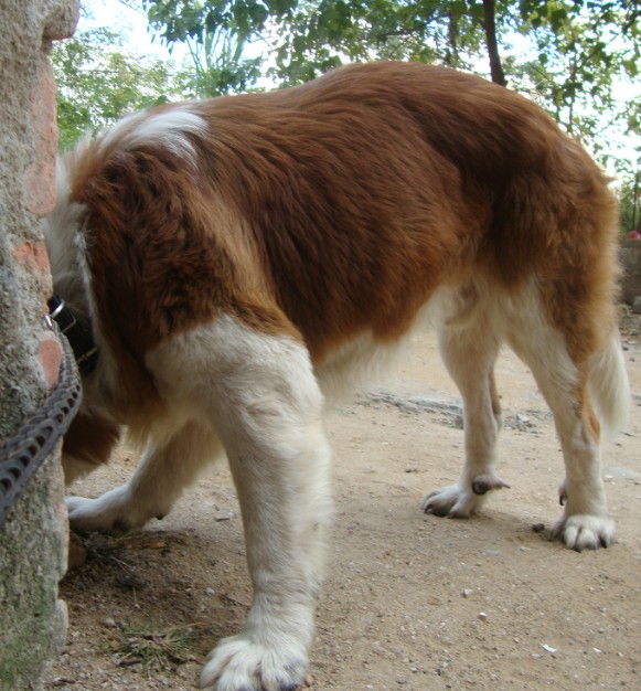 瑞士的雪山神犬圣伯纳的最新照片大家请指教