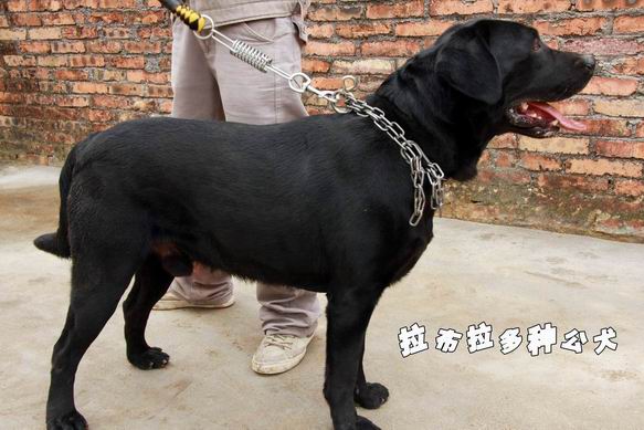 高品质拉布拉多种公